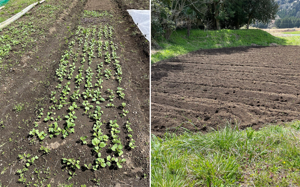 無農藥的堅持，舌尖的感動