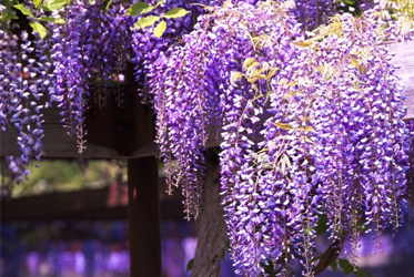 【跟著節氣過生活 穀雨】