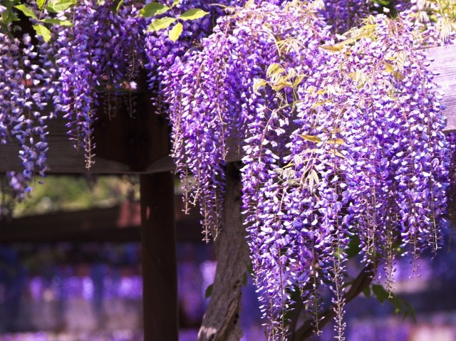 跟著節氣過生活 穀雨