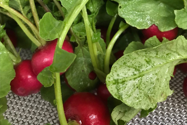 新鮮的櫻桃蘿蔔