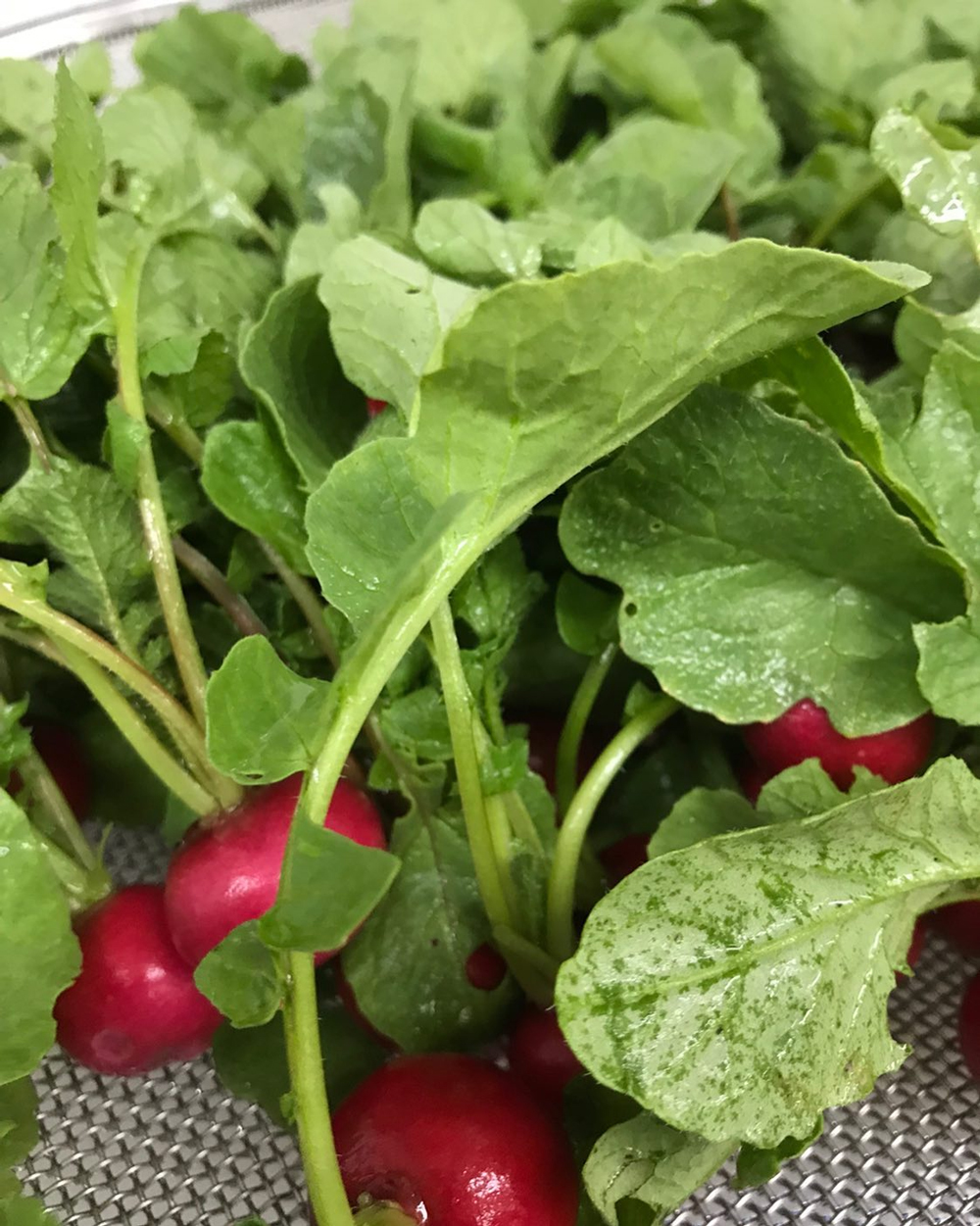 新鮮的櫻桃蘿蔔