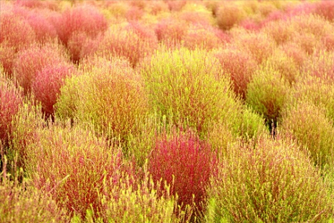 【跟著節氣過生活 秋分】