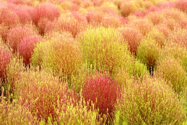 【跟著節氣過生活 秋分】