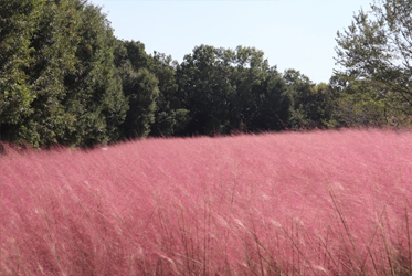 【跟著節氣過生活 霜降】