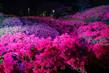 小室山夜賞杜鵑