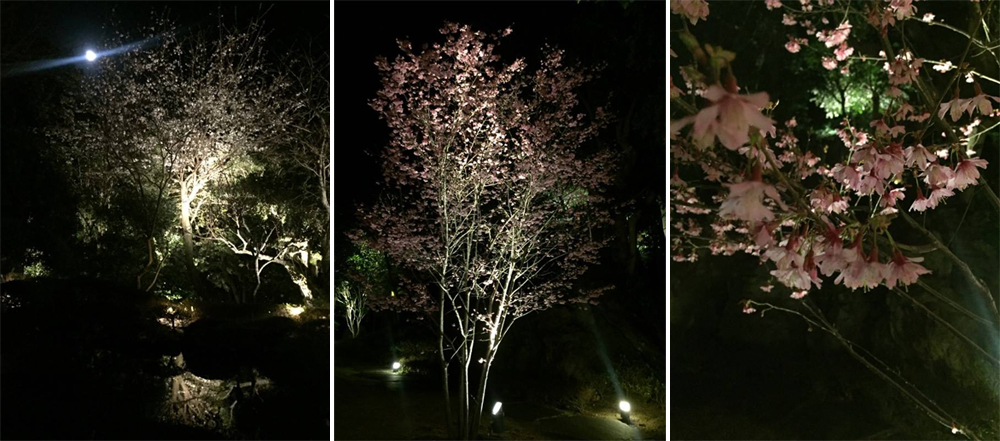 「坐漁荘さくら情報」