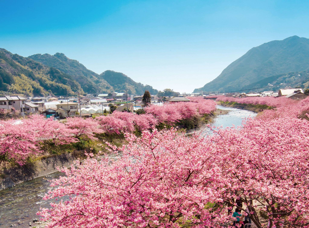 「伊豆河津櫻：早春的粉色浪漫」