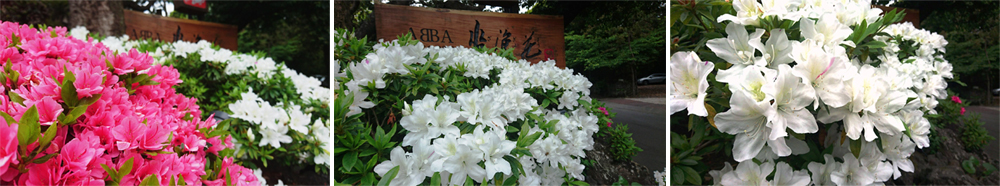 《矢田爺爺-津村爸爸賞花報報》