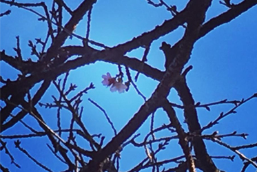 Cherry blossoms started flowering!