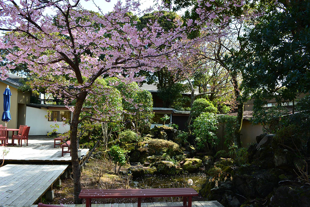 中庭に春の息吹！河津桜が見頃