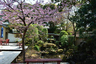 中庭に春の息吹！河津桜が見頃
