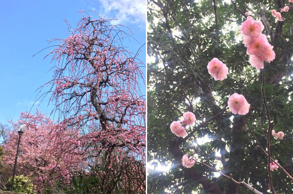 「坐漁荘さくら情報」
