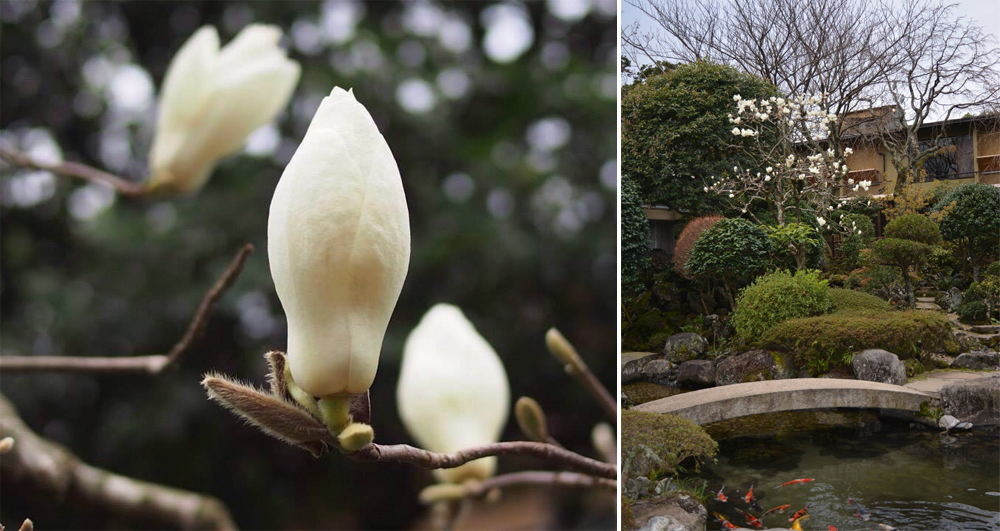 坐漁荘の庭園に、白木蓮が咲き始めました