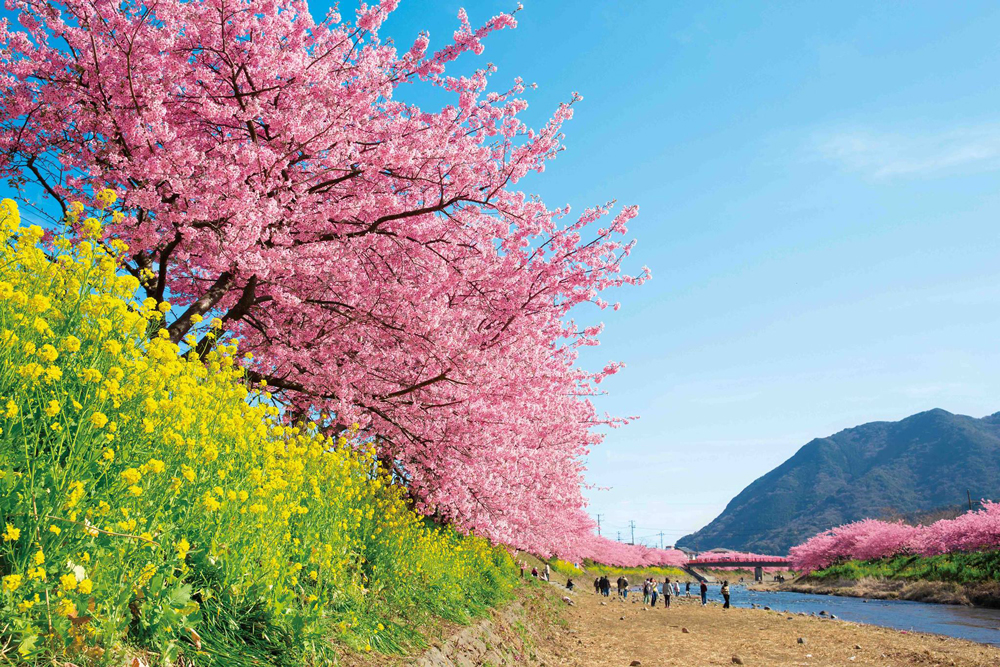 「伊豆河津櫻：早春的粉色浪漫」