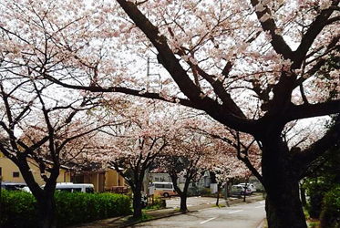 伊豆高原 桜の季節到来