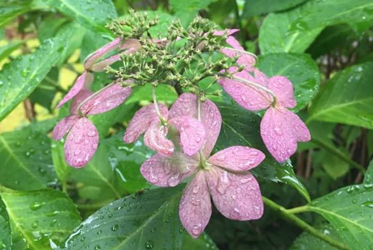 なごりの紫陽花