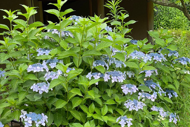 紫陽花 の花咲く季節になって来ましたね