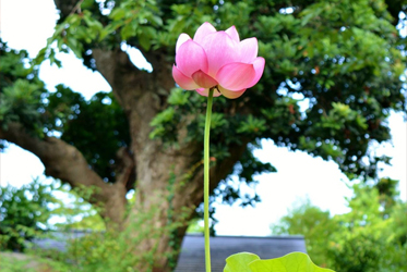 【蓮の花、日曜日に咲きました】