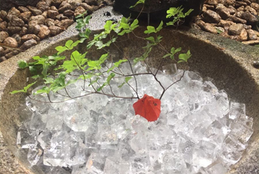 夏にひんやりと氷穴の興