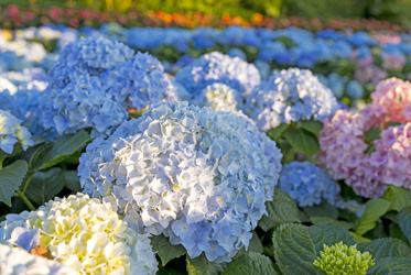 紫陽花 が綺麗な季節になりました