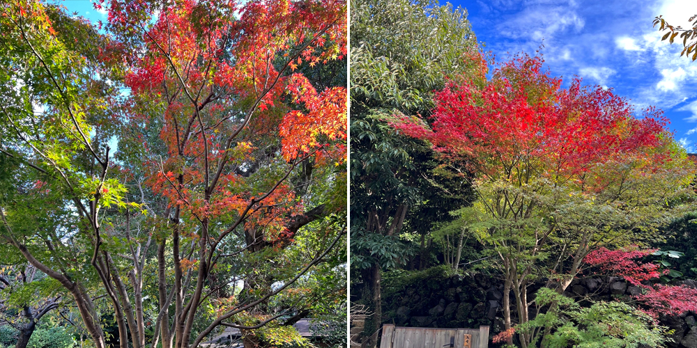 The leaves will soon begin to change color