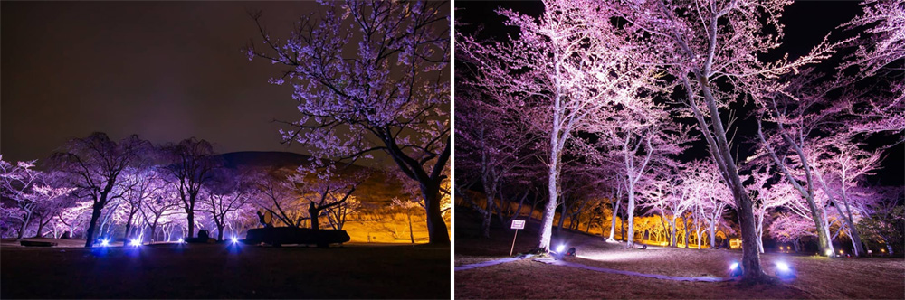 坐漁荘から車で約10分ほどの場所にあるさくらの里では、夜桜鑑賞会を開催中です