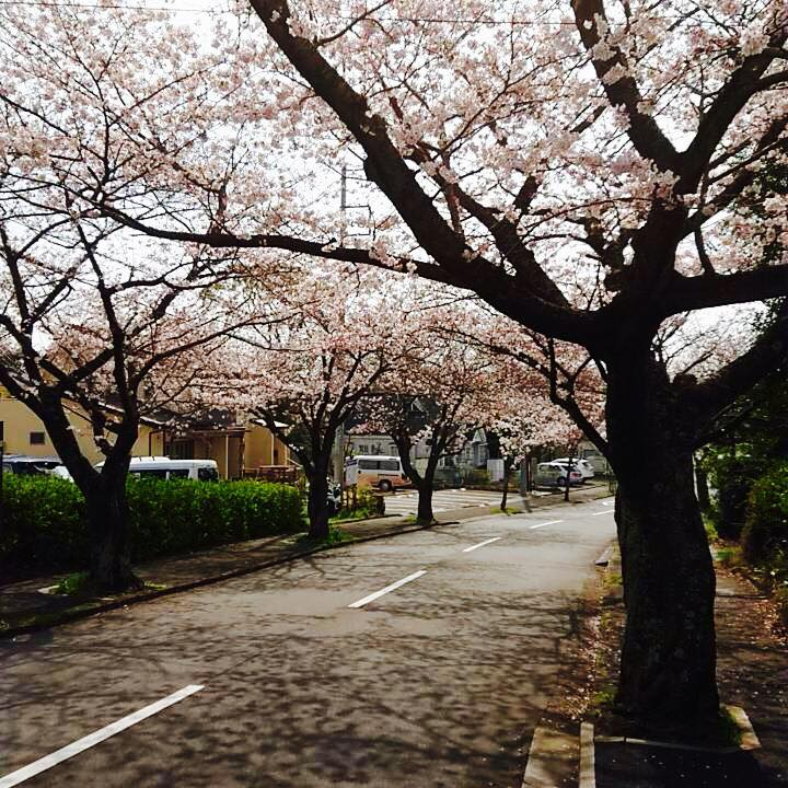 伊豆高原 桜の季節到来