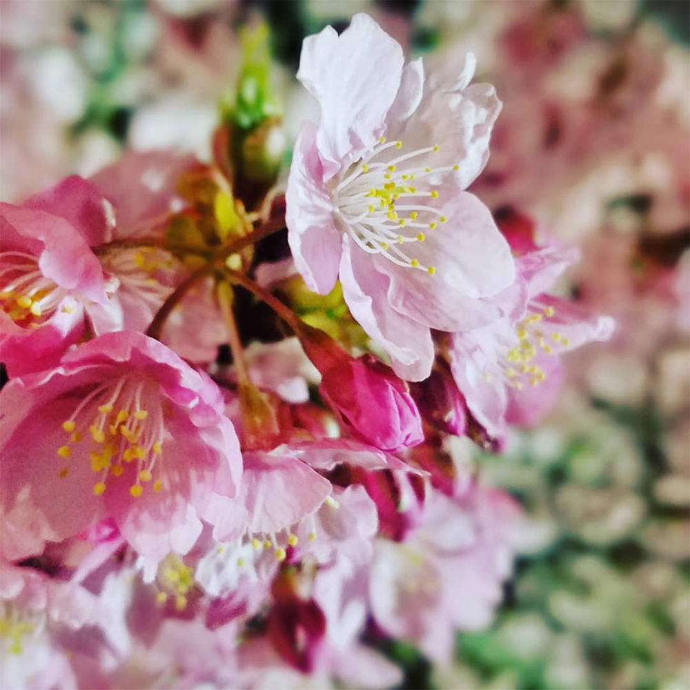 夜の河津桜