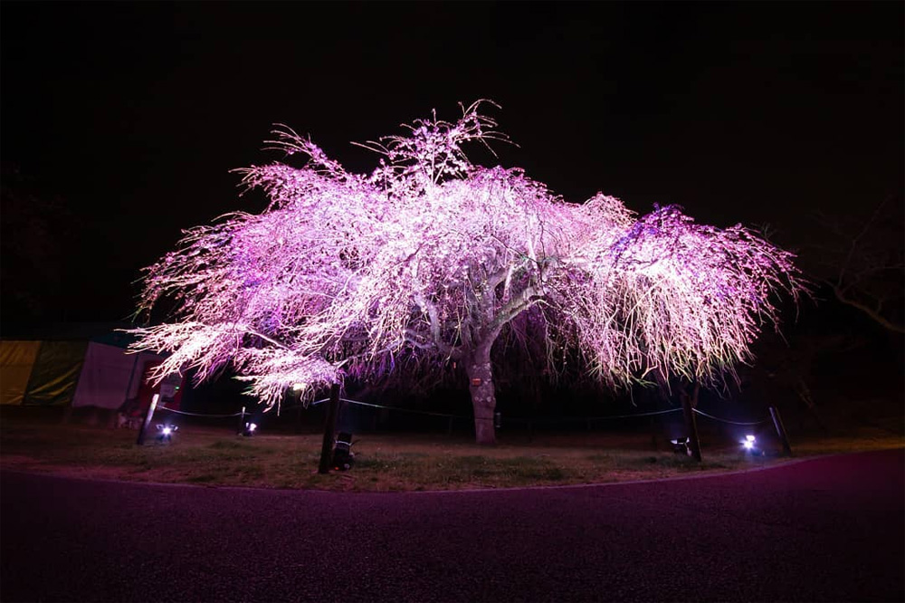 坐漁荘から車で約10分ほどの場所にあるさくらの里では、夜桜鑑賞会を開催中です