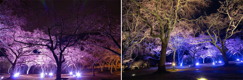 坐漁荘から車で約10分ほどの場所にあるさくらの里では、夜桜鑑賞会を開催中です