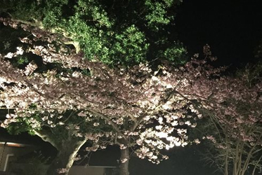 ～月と桜と～