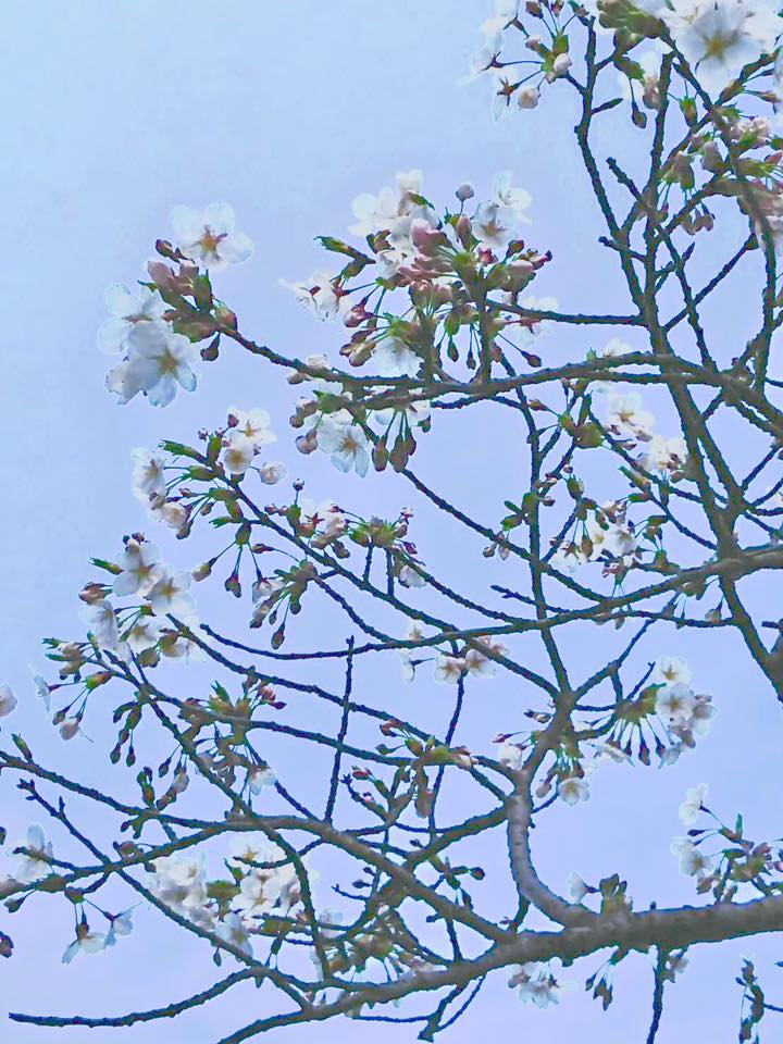 伊豆高原桜並木通りのソメイヨシノ
