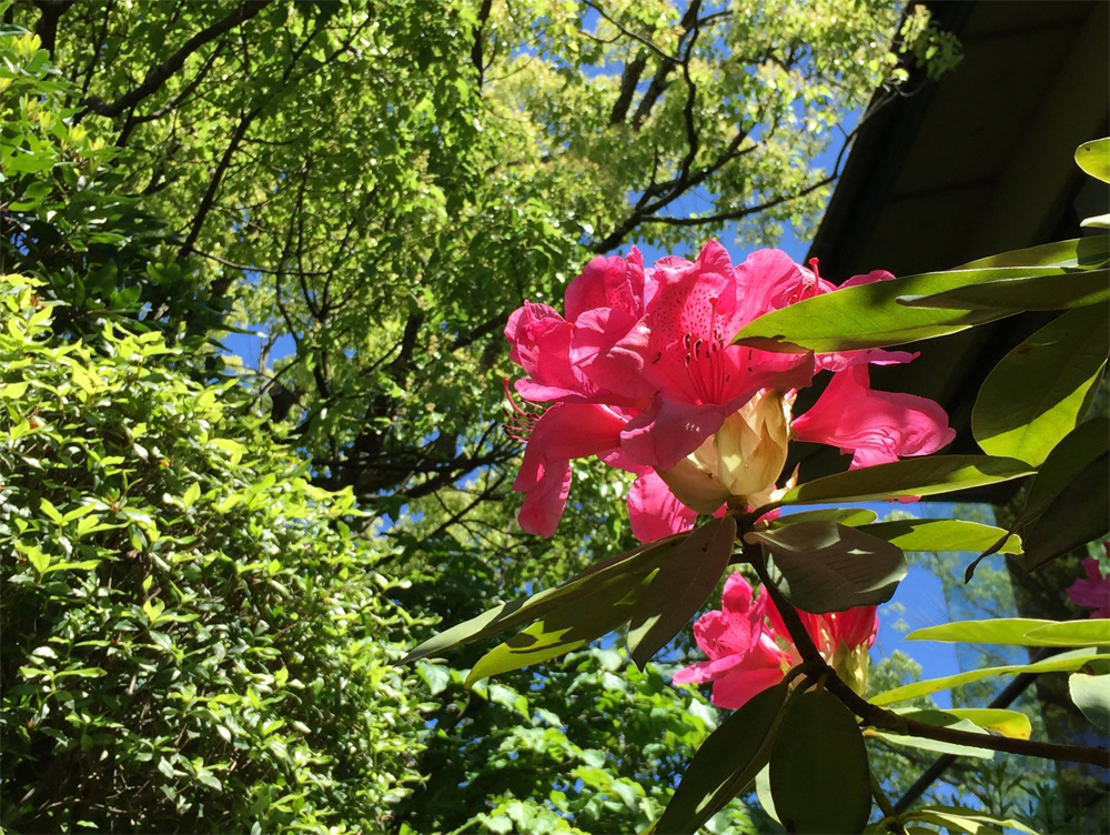 そのそこに『赤く』咲けるは何の花ぞも…