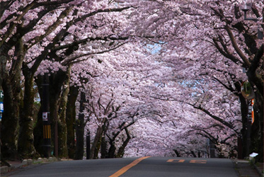 Sakura Splendor: ABBA RESORTS IZU - 坐漁荘's Cherry Blossom Package