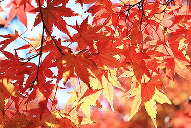 11月秋楓：迷離浪漫的極致追求