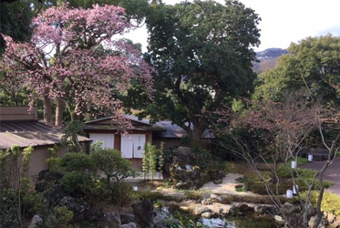 庭園露天風呂の前の寒桜が見頃を向かえております