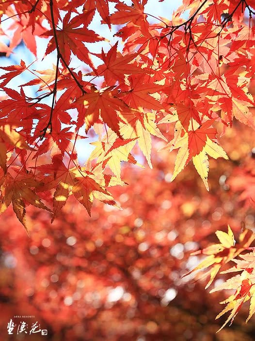 11月秋楓：迷離浪漫的極致追求