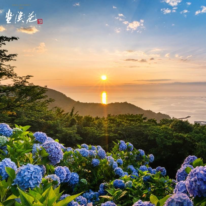 【季節限定：繡球花祭，有吃、有玩】