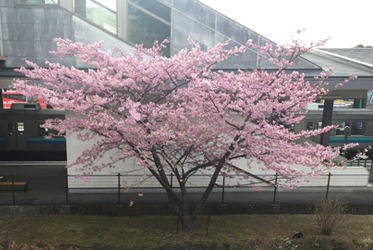 伊豆高原駅 ～駅の桜～