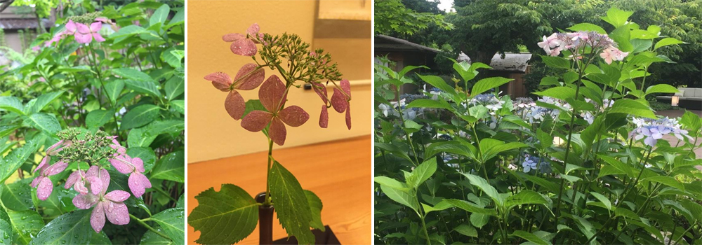 なごりの紫陽花