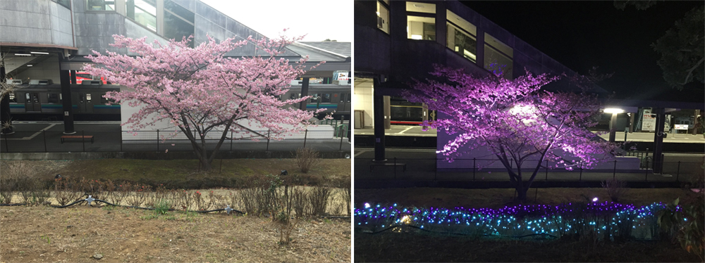 伊豆高原駅 ～駅の桜～