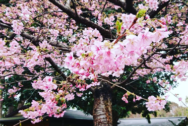 坐漁荘本館庭園の河津桜、7～8分咲き