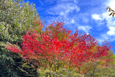 The leaves will soon begin to change color