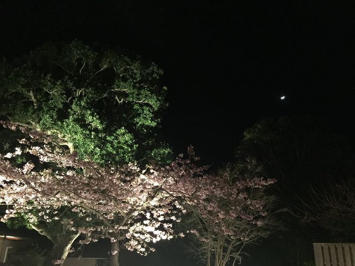 ～月と桜と～