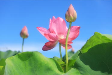 【跟著節氣過生活 芒種】