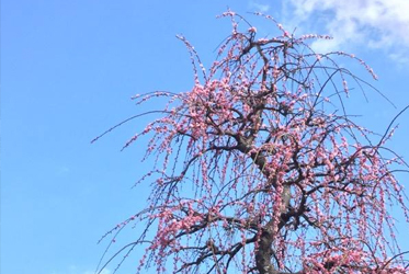 「坐漁荘さくら情報」