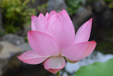 蓮の花