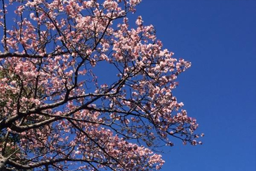 「坐漁荘さくら情報」