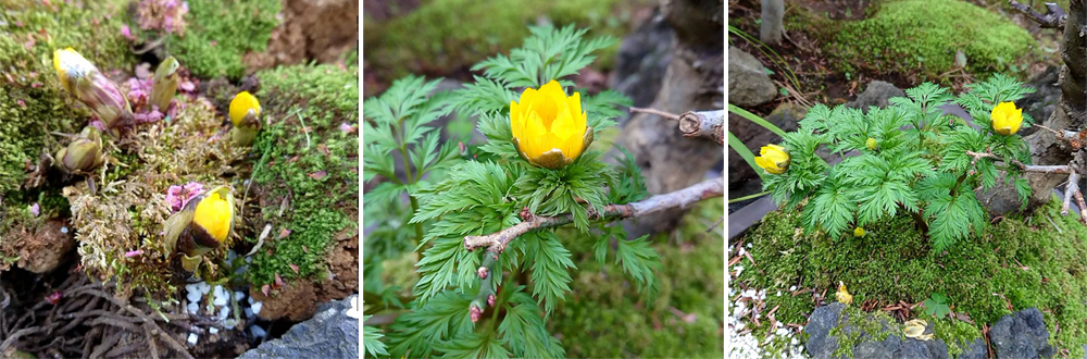 《坐漁莊植物圖鑑》