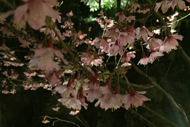 「坐漁荘さくら情報」